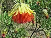 10+ Native Yanchep Rose Seeds for Home Gardening and Planting Seeds