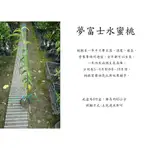 心栽花坊-夢富士水蜜桃/4吋/水蜜桃品種/嫁接苗/水果苗/售價200特價180