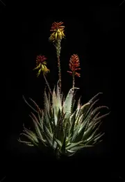 African Cargo Flame Aloe Framed Canvas