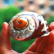Coral Conch Sea Shell African Turban Snail Fish Tank Decor Collectible