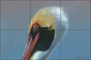Pelican Tile Backsplash Mike Brown Wildlife Bird Art Ceramic Mural MBA026