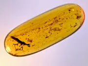 A101 BU1182 Heteroptera and small beetle in Burmese Amber Myanmar ~99mya