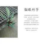 心栽花坊-貓眼竹芋/箭羽竹芋/3吋/小品/觀葉植物/室內植物/售價60特價50