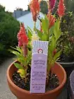 First Aid Beauty FAB KP Bump Eraser Body Scrub 1oz / 28.3g Travel Size *sealed*