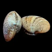 Banded carpet shells For Crafts Art Decor Natural Sea Shell 15 pcs 1 Pound