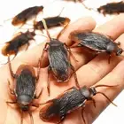 20Pcs Rubber Scorpion Fake Cockroach PVC Simulated Insects Funny Toys