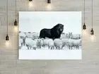 Lion Amongst Sheep - Natural & Wildlife CANVAS Wall Art Home Decor Ready to hang