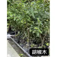 在飛比找蝦皮購物優惠-胡椒木苗/清香木/永吉種苗園