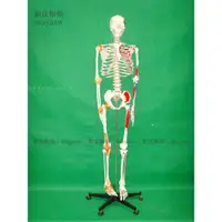 在飛比找蝦皮購物優惠-(MD-B_0667)人體骨骼付右邊肌肉著色左邊關節韌帶模型