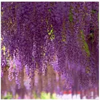在飛比找蝦皮購物優惠-✨紫藤花種子 紫藤蘿爬藤植物紫藤花樹紫水晶多色可選 盆栽庭院