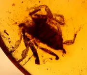 Super RARE True Scorpion in Burmite Burmese Amber Fossil Gemstone Dinosaur Age