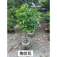 在飛比找蝦皮購物優惠-霏霏園藝炮仗花1尺5年苗一棵3000元