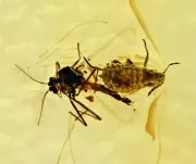 Detailed Chironomidae (Midge) with Aphid, Fossil Inclusion in Baltic Amber