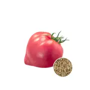 Tomato Oxheart Pink - Seed Packet - Organic Seeds - Spring - Summer