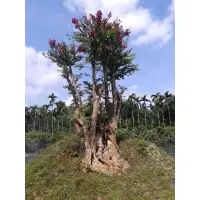 在飛比找蝦皮購物優惠-隆昌園-庭園樹-大九芎(小花紫薇)(另售桂花五葉松梅子樹雪松