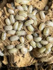 20+ Count Armadillidium Vulgare Japanese Magic Potion Isopods Bioactive Feeders