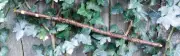 20" Twisted Vine Curled Olive Wand Witch Pagan Wizard Metaphysical Ren Faire #33