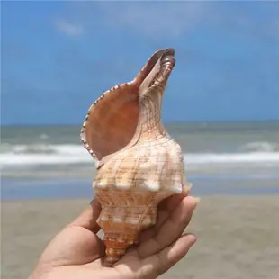 天然貝殼大海螺殼天然魚缸裝飾品水族箱造景寄居蟹有聲音的海螺殼
