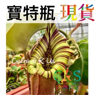 寶特瓶豬籠草 N. truncata 珍奇牌寶特 雨林 吃蟲 食蟲 捕蟲 抓蟲 植物 ﹝CarnivoRUs 珍奇植物﹞