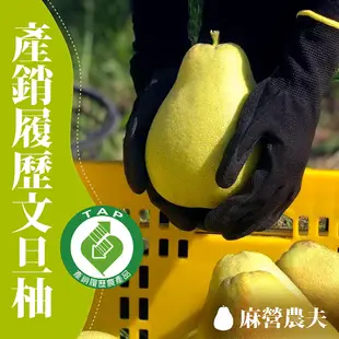 【麻營農夫】麻豆文旦柚禮盒6台斤x2(產銷履歷)