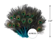 50 Pieces - Turquoise Blue Mini Natural Peacock Tail Body Eyes Wholesale Feather