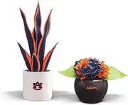 FOREVER LEAF Fan Favorite College University Fan Bundle - Artificial Snake Plant, Artificial Hydrangea Arrangement