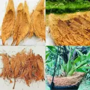 100g Coconut Husk Coir Fiber Organic Coco Natural Anthurium Growing Orchids Dry
