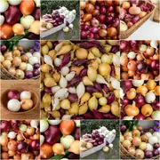 Onion - Heirloom Mix seeds