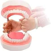 Dental Teeth Model, Magnification 6X Oral Demonstration Model,for Kids Student Teach Study Display Supplies