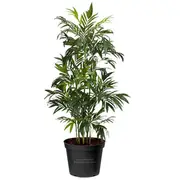 200mm Bamboo Palm - Chamaedorea seifrizii