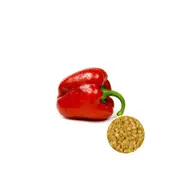 Capsicum Californian Wonder - Seed Packet - Organic Seeds - Spring - Summer