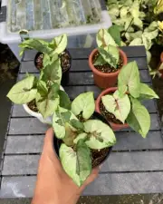 Syngonium Brown lava variegated + Phytosanitary Cert