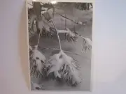 Ansel Adams Postcard Pine Branches Snow Yosemite Valley AA-146 Unused