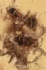 SWARM of 3 ANTS Formicidae Fossil Inclusion Genuine BALTIC AMBER + HQ Pic 221124