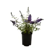 140mm Lavender Cupcake - Buddleja davidii