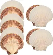 DECHOUS 10Pcs Natural Scallops Scallop Ornaments Shells Natural Shell Beads Ocean Table Scatter Jumbo Sea Scallops Conch Shell Decor Baking Shell Ocean Beach Clam Sea ​​Shell Big Shell (Random Size)