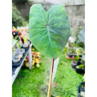 《天棠地芋》虎紋 水芋 Colocasia Tiger Stripe