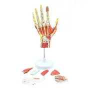 Medical Anatomical Hand Skeleton Model with Muscles, Ligaments, Nerves and Blood Vessels, Hand Bone As Shown