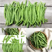 Bean Bush - Simba (PBR) seeds