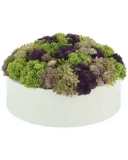 Creative Displays Sedum in Round Fiberstone Planter