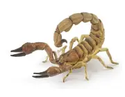 Papo Toys: Scorpion PAPO-50209