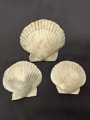RARE Fossilized SCALLOP SHELLS ( 3 ) From Central Florida - Pliocene Era.