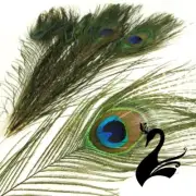 Feather Peacock Eye - Natural 20-25cm - Medium Eyes (Pack of 5) - Craft Milli...