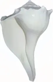 Dakshinavarti Shankh Right Hand Conch Shell for Puja Items Pooja Gift Small 3"