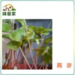 【綠藝家】大包裝蕎麥芽種子700公克(蕎麥芽菜種子)