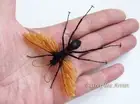 Giant Arizona Pepsis Tarantula Hawk Stinger Real Wasp Framed Entomology Display