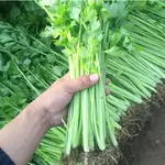 💕台灣💋【芹菜種子】四季小香芹種子 四季播種 庭院 盆栽種植 蔬菜種子 發芽率高