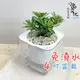 【現貨】【小品文化】晶鑽羅漢松 4吋透明懶人盆栽 加水更方便 觀葉植物 室內植物 自動吸水 水培 花盆 居家辦公盆花