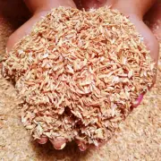 Rajarata Heat-Treated Rice Husks | Hulls Organic Perlite Alternative Home Brew