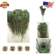 50 Count Natural Peacock Feathers: 30-35” – Perfect for Home Decor & Crafts
